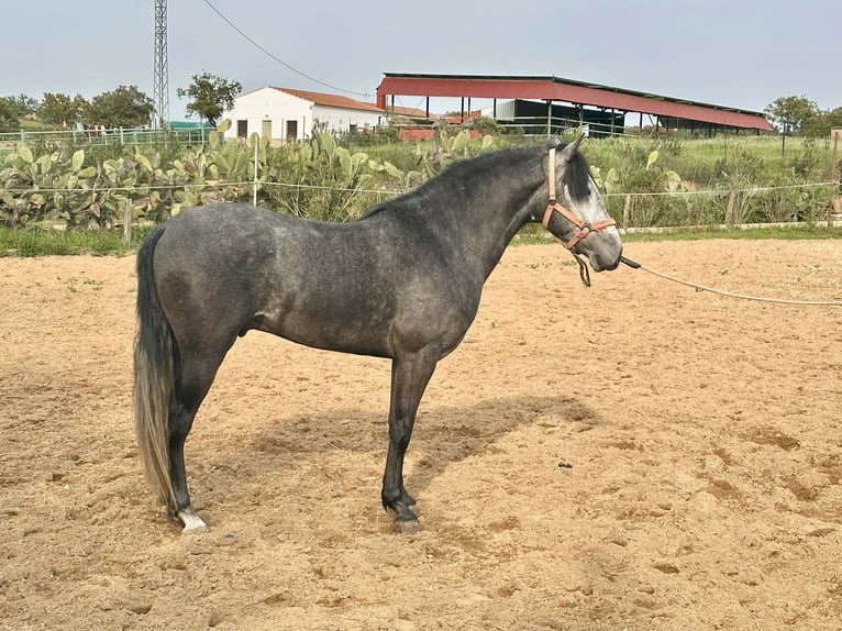 Andaluces Caballo castrado 3 años 158 cm Tordo in Galaroza (Huelva)