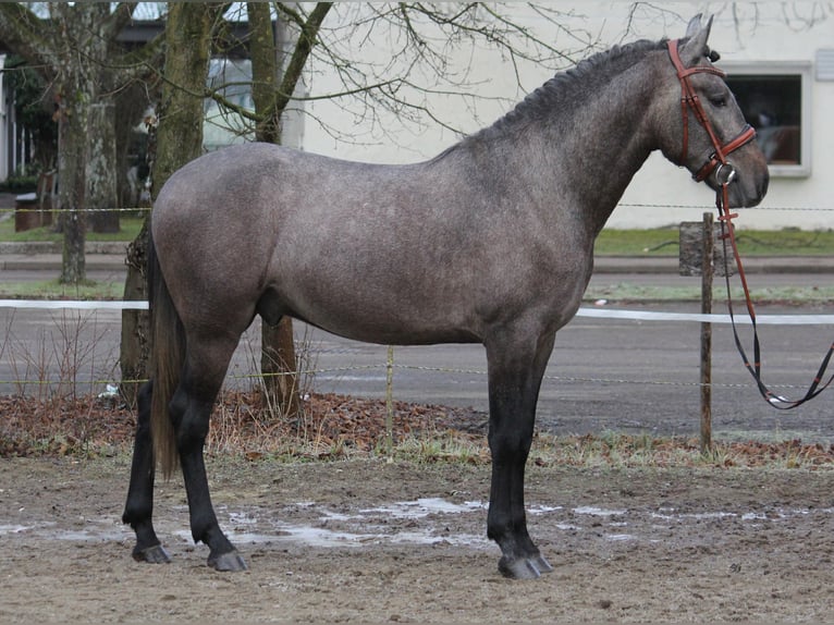 Andaluces Caballo castrado 3 años 159 cm Tordillo negro in Schwäbisch Gmünd