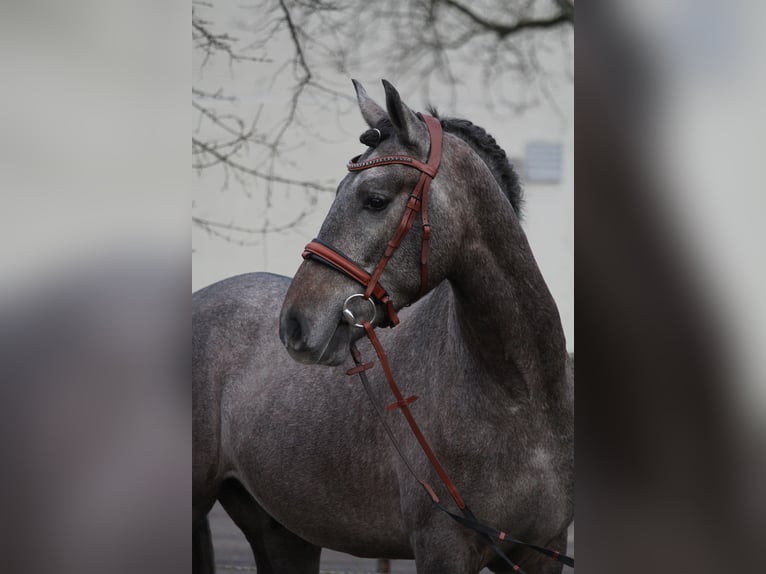 Andaluces Caballo castrado 3 años 159 cm Tordillo negro in Schwäbisch Gmünd