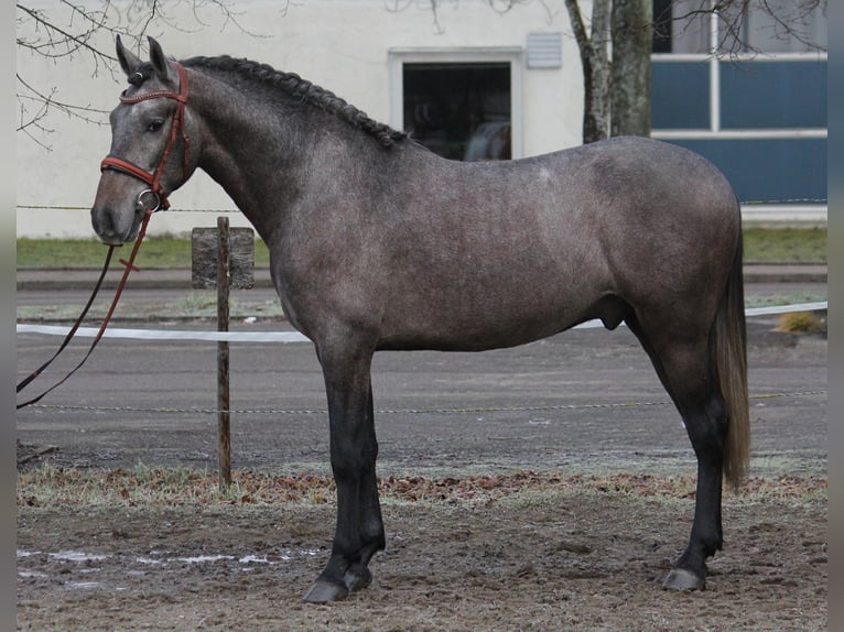 Andaluces Caballo castrado 3 años 159 cm Tordillo negro in Schwäbisch Gmünd