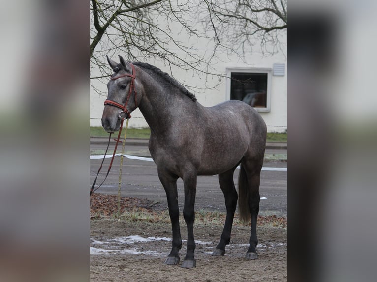 Andaluces Caballo castrado 3 años 159 cm Tordillo negro in Schwäbisch Gmünd