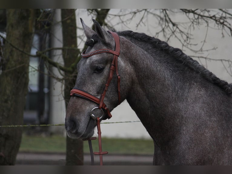 Andaluces Caballo castrado 3 años 159 cm Tordo in Schw&#xE4;bisch Gm&#xFC;nd