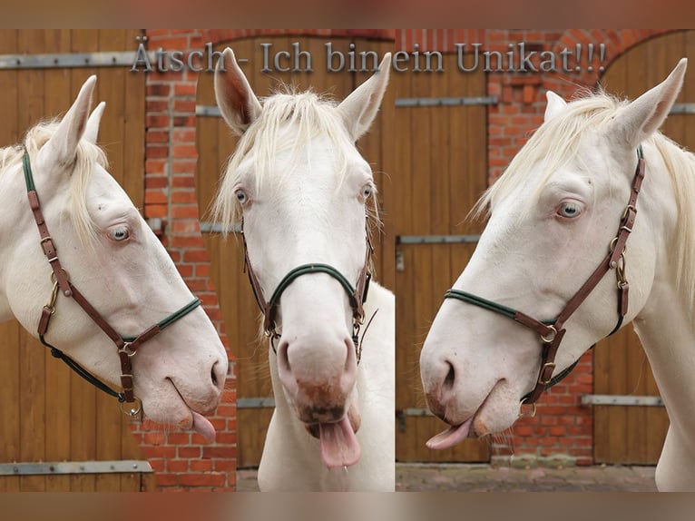 Andaluces Caballo castrado 3 años 160 cm Cremello in Teldau