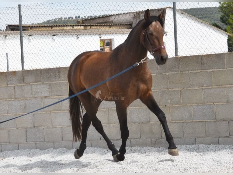 Andaluces Caballo castrado 3 años 160 cm Tordo in Provinz Granada