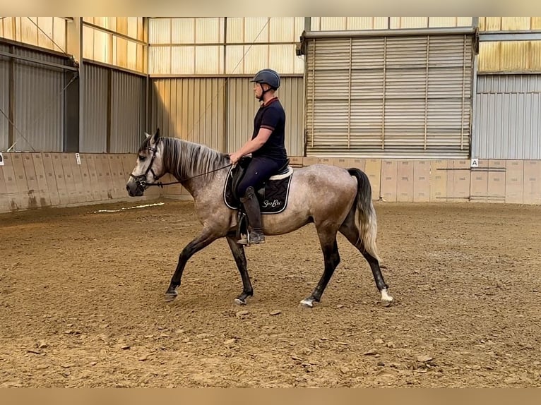 Andaluces Caballo castrado 3 años 163 cm Tordo in Neustadt (Wied)