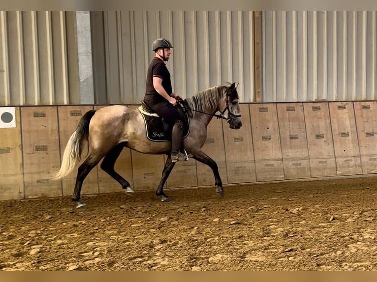 Andaluces Caballo castrado 3 años 163 cm Tordo in Neustadt (Wied)