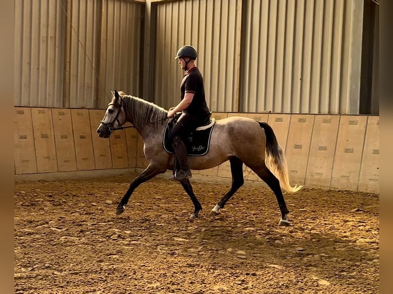 Andaluces Caballo castrado 3 años 163 cm Tordo in Neustadt (Wied)