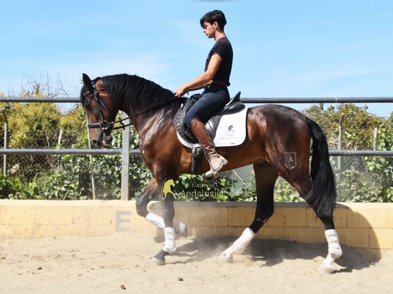 Andaluces Caballo castrado 3 años 164 cm Castaño in Provinz Malaga