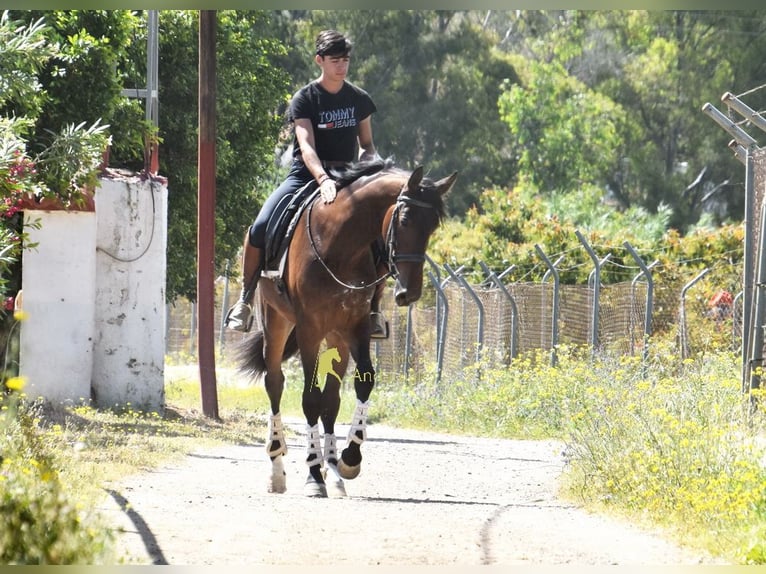 Andaluces Caballo castrado 3 años 164 cm Castaño in Provinz Malaga