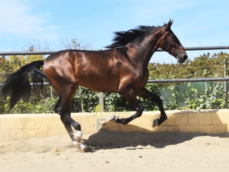 Andaluces Caballo castrado 3 años 164 cm Castaño in Provinz Malaga