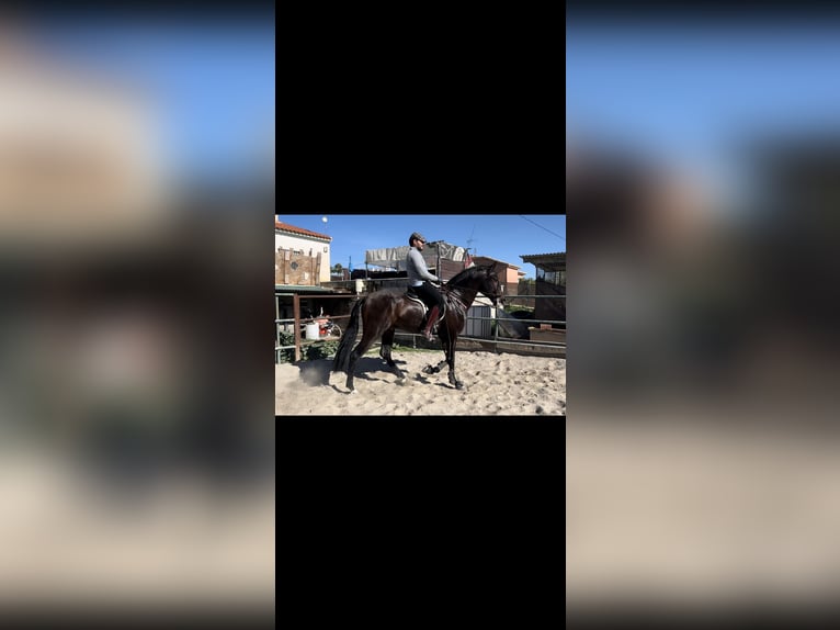 Andaluces Caballo castrado 3 años 166 cm Castaño in Pizarra