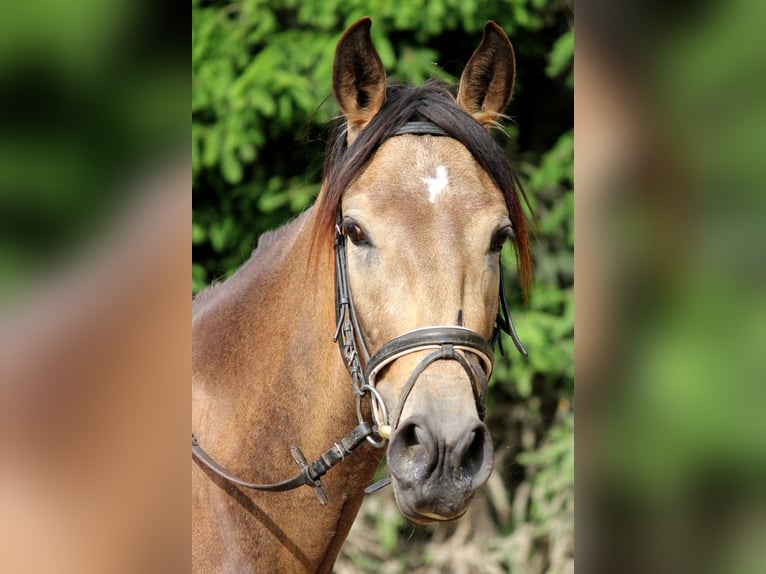 Andaluces Caballo castrado 3 años 168 cm Bayo in Bad Mergentheim