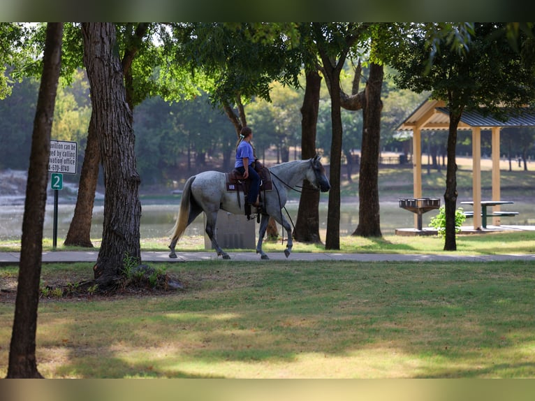 Andaluces Caballo castrado 3 años Tordo in Terrell