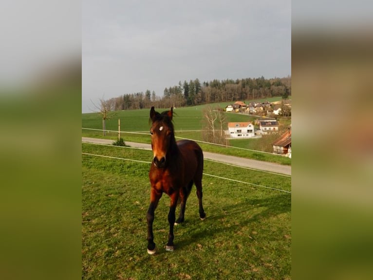 Andaluces Mestizo Caballo castrado 4 años 148 cm Castaño in Hettiswil b. Hindelbank