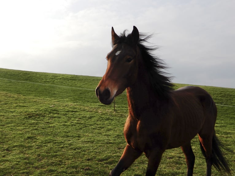 Andaluces Mestizo Caballo castrado 4 años 148 cm Castaño in Hettiswil b. Hindelbank