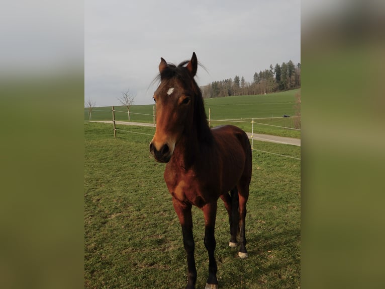 Andaluces Mestizo Caballo castrado 4 años 148 cm Castaño in Hettiswil b. Hindelbank