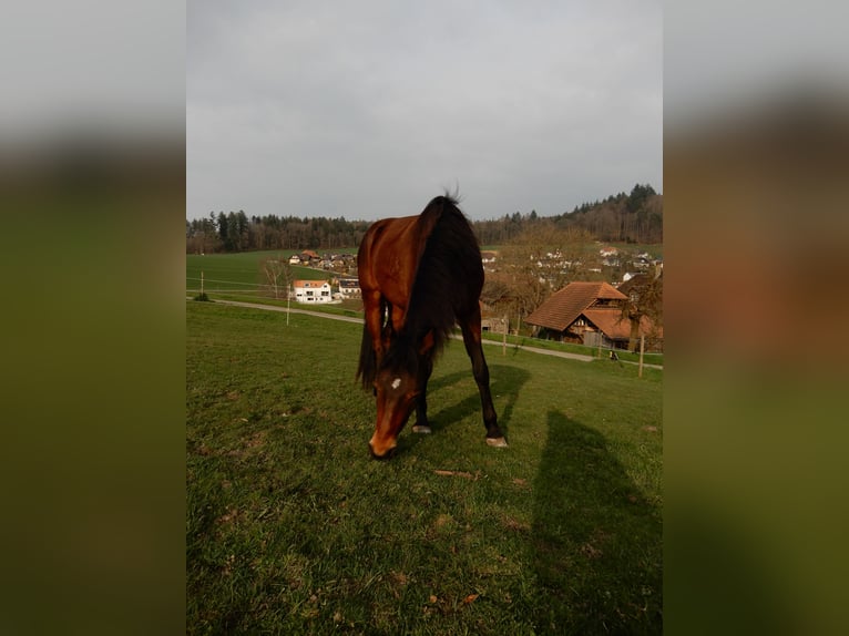 Andaluces Mestizo Caballo castrado 4 años 148 cm Castaño in Hettiswil b. Hindelbank