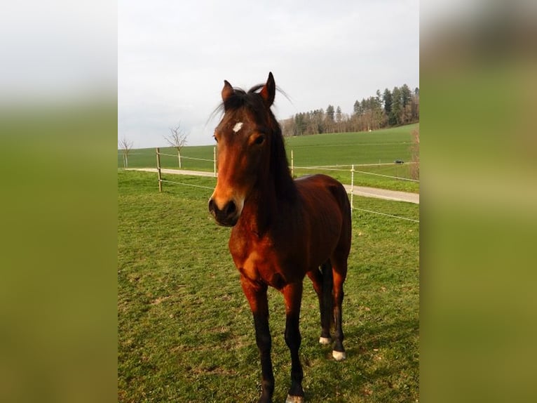 Andaluces Mestizo Caballo castrado 4 años 148 cm Castaño in Hettiswil b. Hindelbank