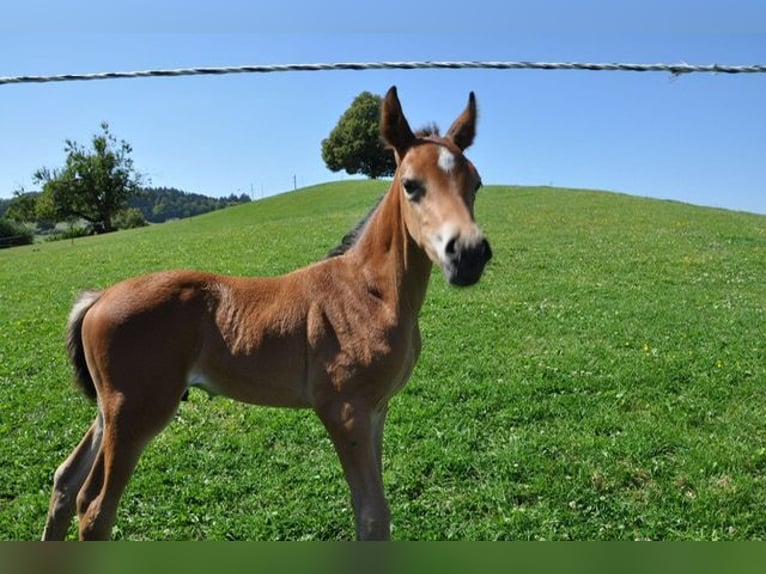 Andaluces Mestizo Caballo castrado 4 años 148 cm Castaño in Hettiswil b. Hindelbank
