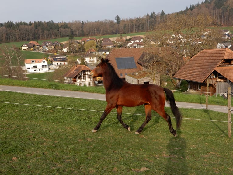 Andaluces Mestizo Caballo castrado 4 años 148 cm Castaño in Hettiswil b. Hindelbank