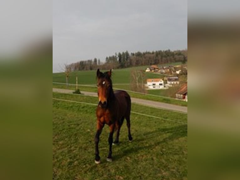 Andaluces Mestizo Caballo castrado 4 años 148 cm Castaño in Hettiswil b. Hindelbank