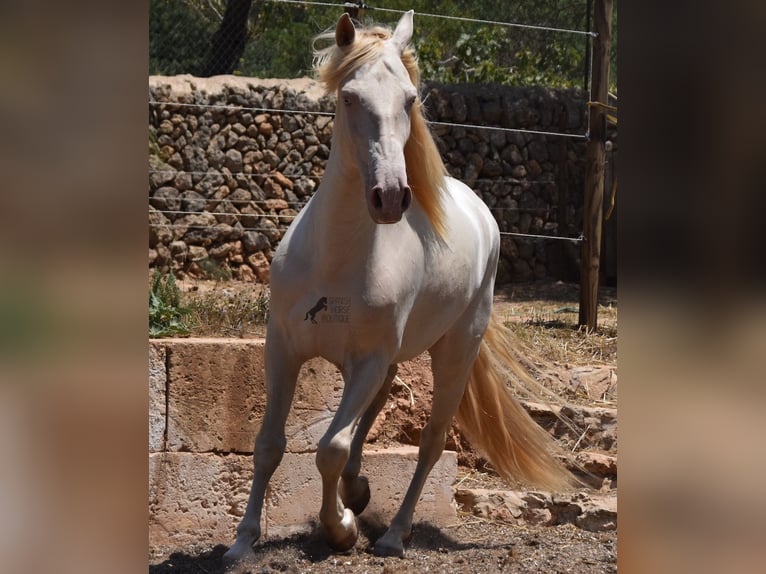 Andaluces Caballo castrado 4 años 149 cm Cremello in Mallorca