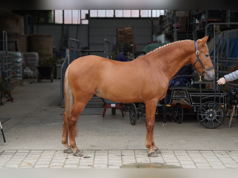 Andaluces Caballo castrado 4 años 150 cm Alazán-tostado in Krumbach