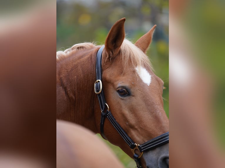 Andaluces Caballo castrado 4 años 150 cm Alazán-tostado in Krumbach