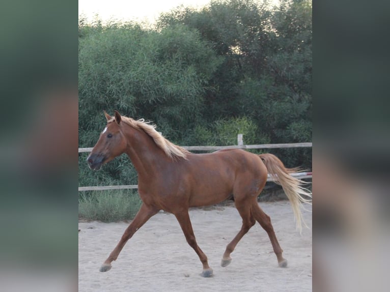 Andaluces Caballo castrado 4 años 150 cm Alazán-tostado in Krumbach