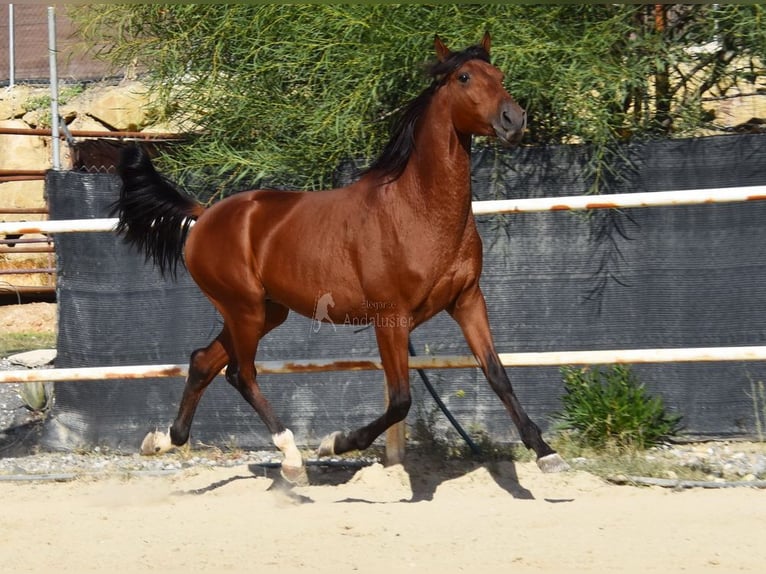 Andaluces Caballo castrado 4 años 150 cm Castaño in Provinz Malaga