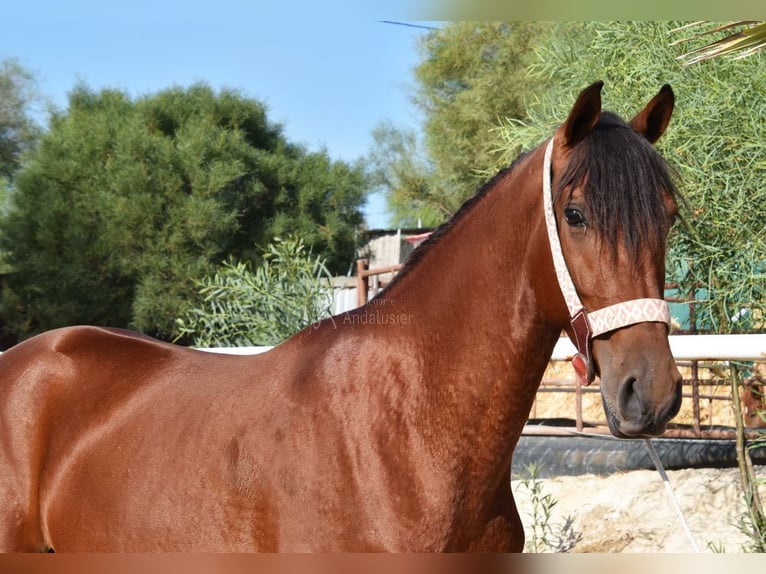 Andaluces Caballo castrado 4 años 150 cm Castaño in Provinz Malaga