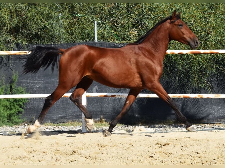 Andaluces Caballo castrado 4 años 150 cm Castaño in Provinz Malaga