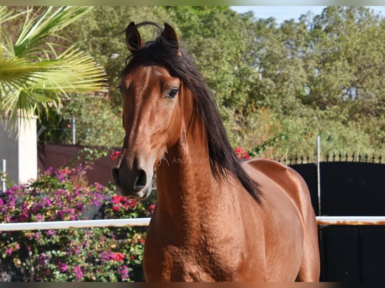 Andaluces Caballo castrado 4 años 150 cm Castaño in Provinz Malaga