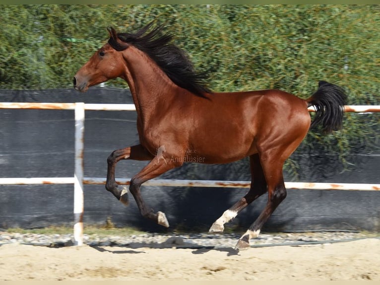 Andaluces Caballo castrado 4 años 150 cm Castaño in Provinz Malaga