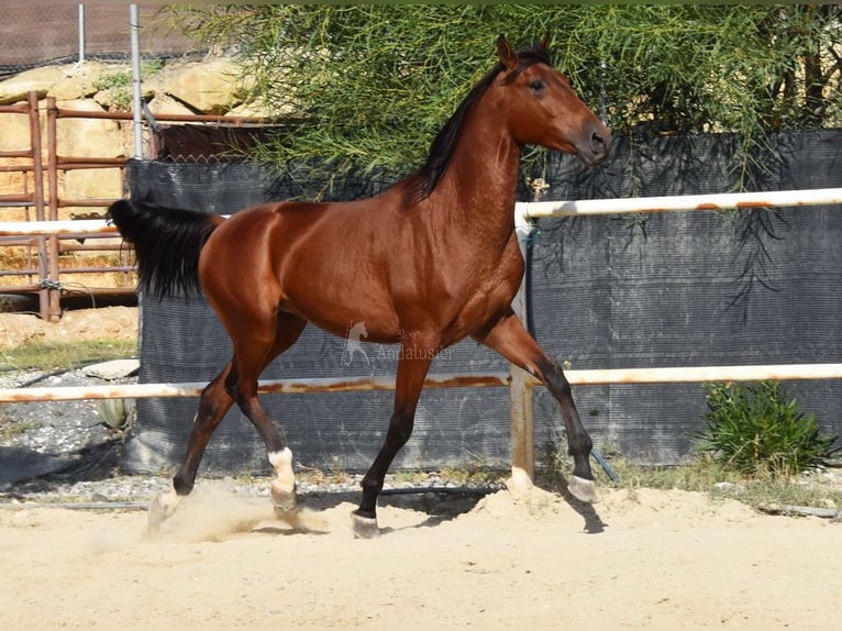 Andaluces Caballo castrado 4 años 150 cm Castaño in Provinz Malaga