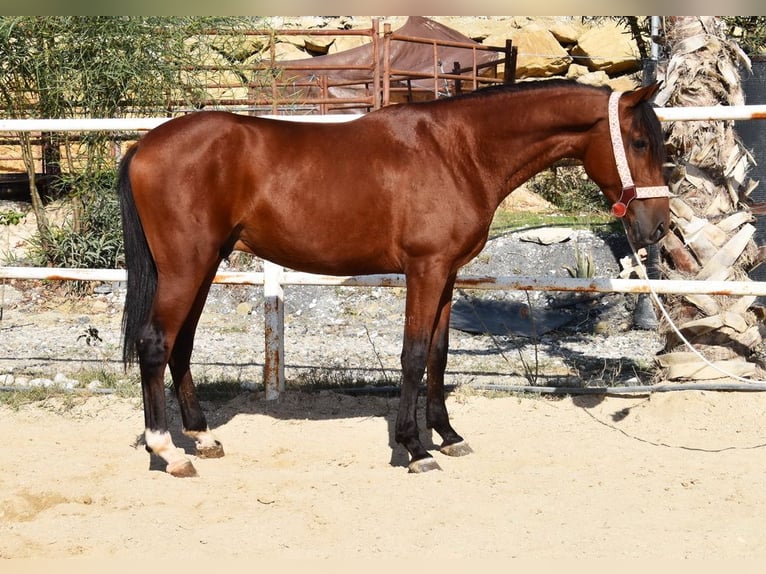 Andaluces Caballo castrado 4 años 150 cm Castaño in Provinz Malaga