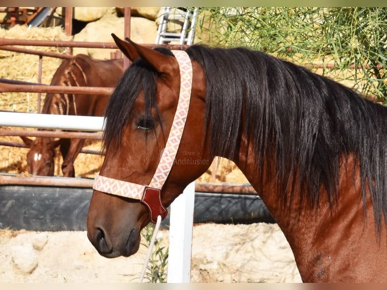 Andaluces Caballo castrado 4 años 150 cm Castaño in Provinz Malaga