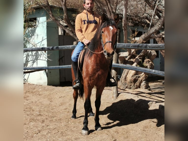 Andaluces Caballo castrado 4 años 150 cm Castaño in Adra Almeria