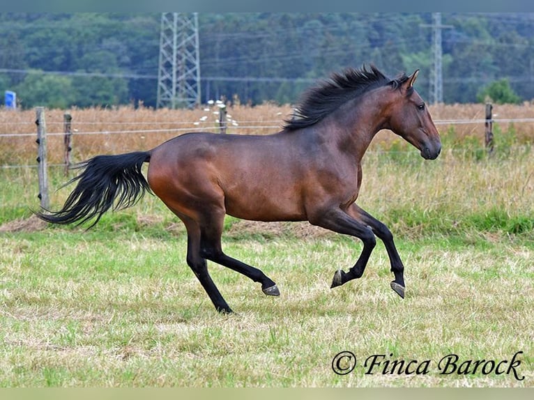 Andaluces Caballo castrado 4 años 150 cm Castaño in Wiebelsheim