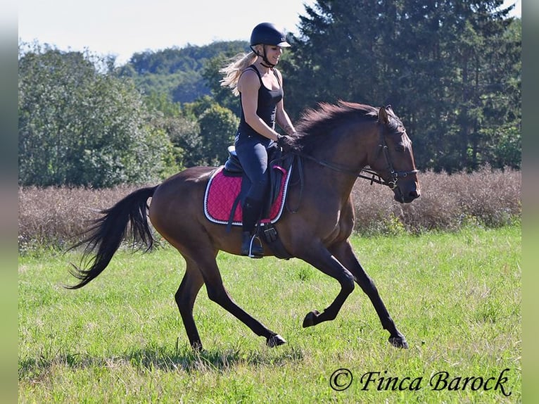 Andaluces Caballo castrado 4 años 150 cm Castaño in Wiebelsheim