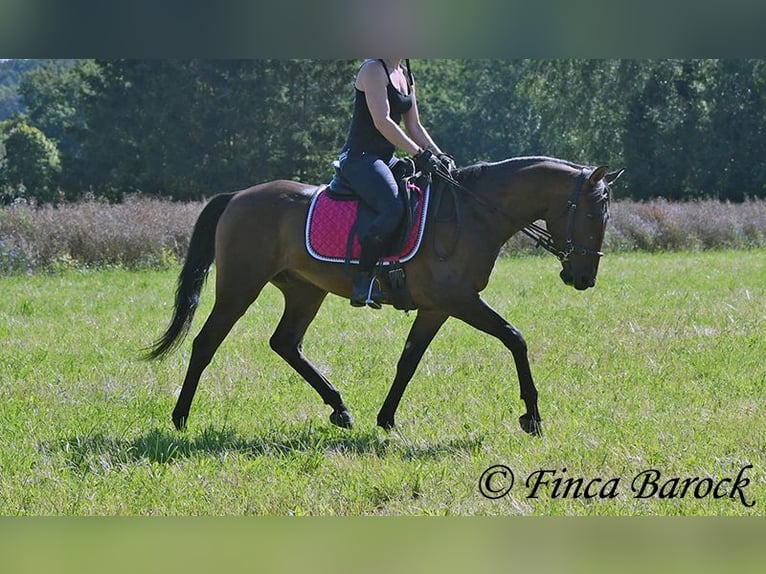 Andaluces Caballo castrado 4 años 150 cm Castaño in Wiebelsheim