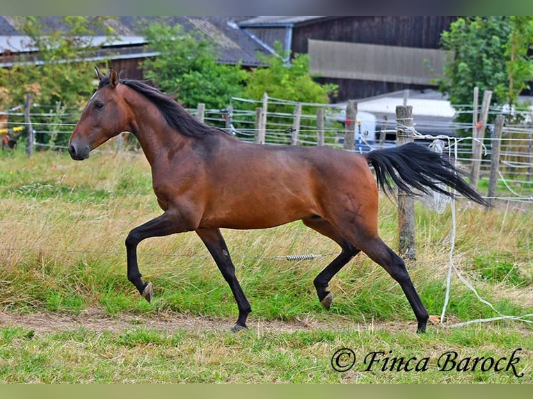 Andaluces Caballo castrado 4 años 150 cm Castaño in Wiebelsheim