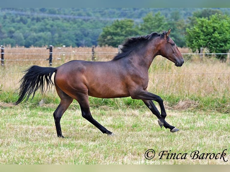 Andaluces Caballo castrado 4 años 150 cm Castaño in Wiebelsheim