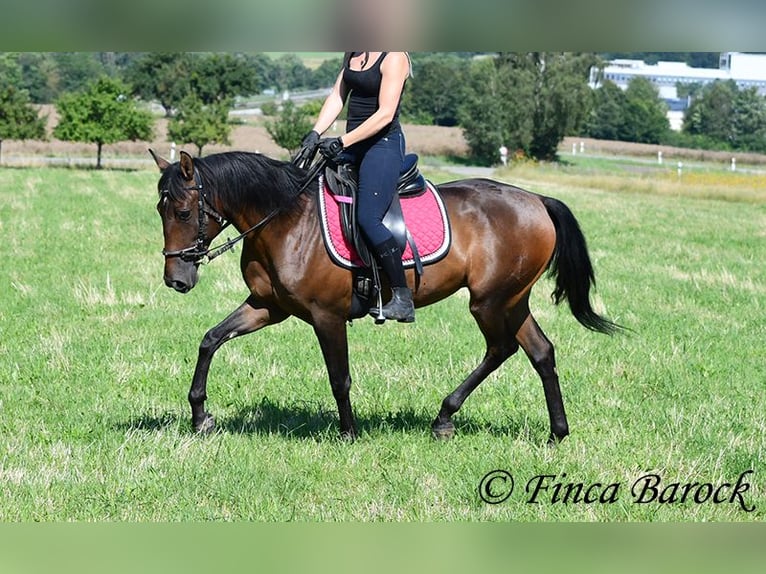 Andaluces Caballo castrado 4 años 150 cm Castaño in Wiebelsheim