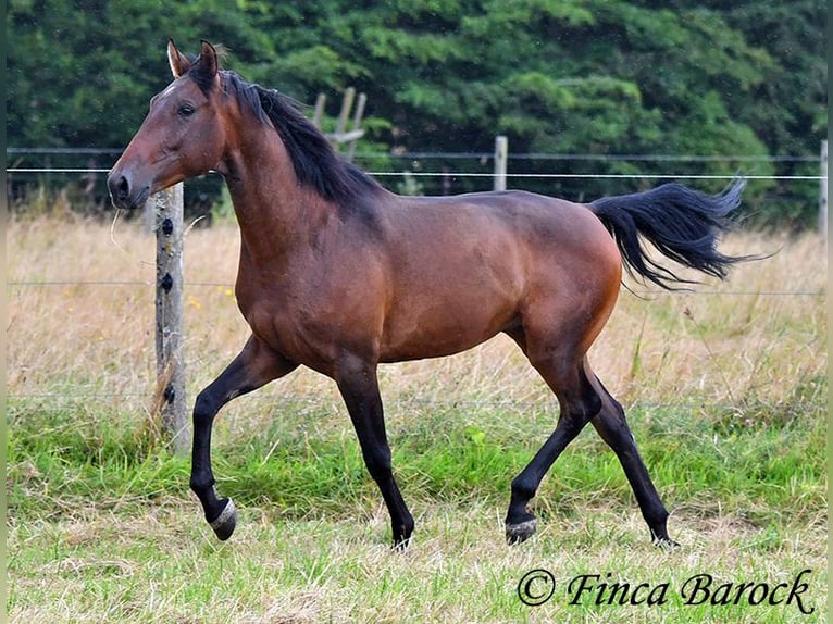 Andaluces Caballo castrado 4 años 150 cm Castaño in Wiebelsheim