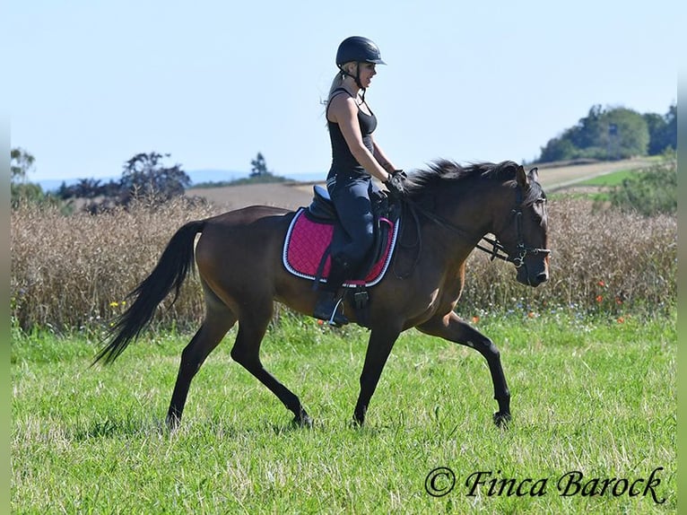 Andaluces Caballo castrado 4 años 150 cm Castaño in Wiebelsheim