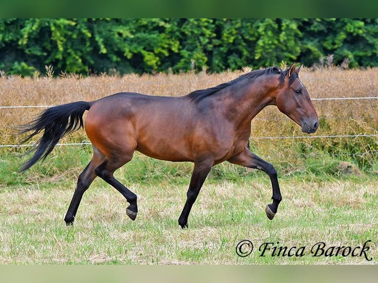 Andaluces Caballo castrado 4 años 150 cm Castaño in Wiebelsheim