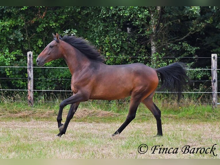 Andaluces Caballo castrado 4 años 150 cm Castaño in Wiebelsheim