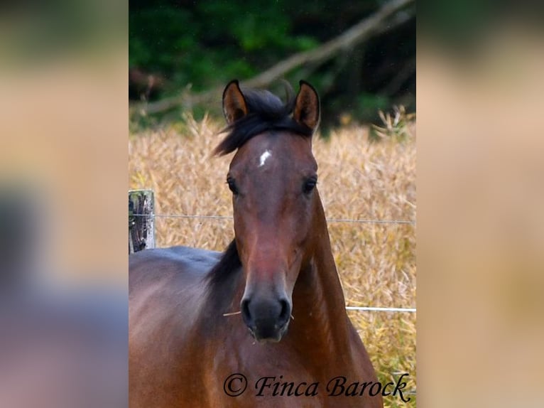 Andaluces Caballo castrado 4 años 150 cm Castaño in Wiebelsheim