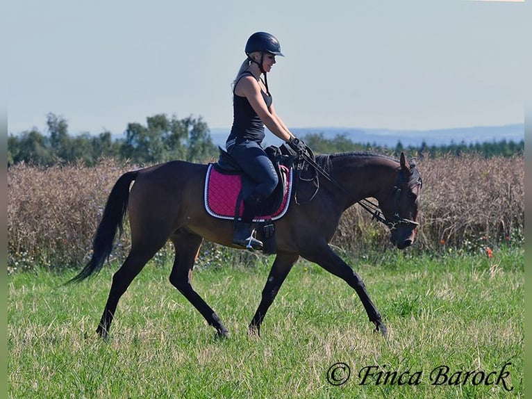 Andaluces Caballo castrado 4 años 150 cm Castaño in Wiebelsheim